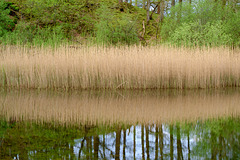 Reed beds