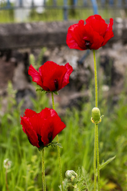 Poppies