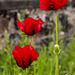 Poppies