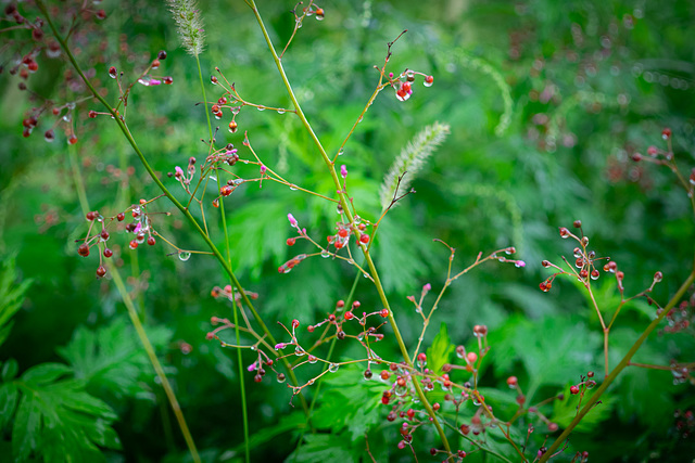 Les perles sous la pluie