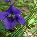 20250503 Forêt Blandas (6)