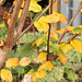 151/365 2025 Autumn