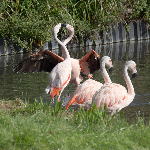Chilean Flamingos