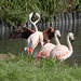 Chilean Flamingos