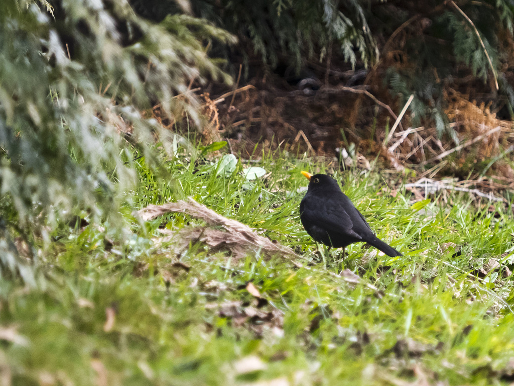 ...Mr. blackbird,are about to start a family