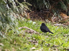 ...Mr. blackbird,are about to start a family