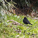 ...Mr. blackbird,are about to start a family