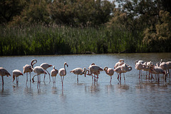 20150518 7868VRTw [F] Rosaflamingo (Phoenicopterus roseus), Parc Ornithologique, Camargue