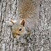 Eastern Gray Squirrel