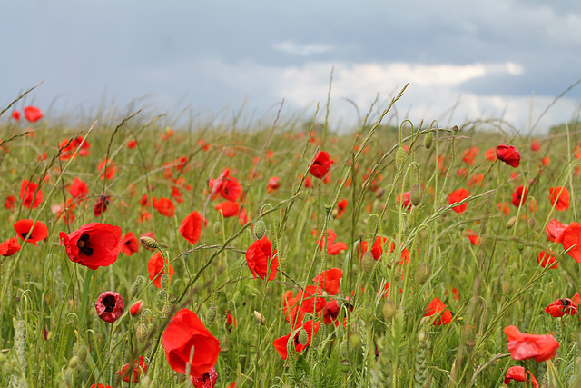 les coquelicots