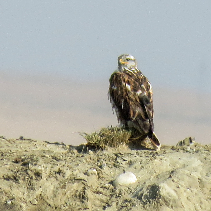 Ferruginous Hawk