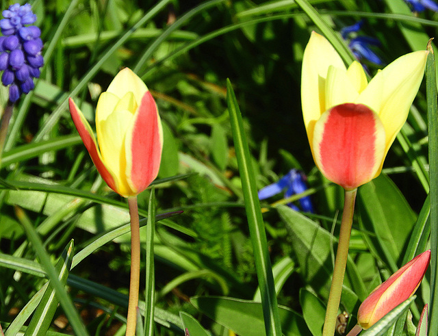 Tulips  (3)