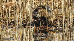 20190406 4495CPw [D~BK] Nutria (Myocastor coypus), Schilf (Phragmites australis), Alte Elbe, Rogätz