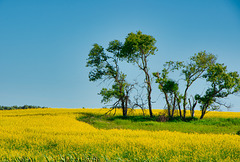 canola around trees