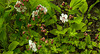 20210606 0533CPw [D~LIP] Blume, UWZ, Bad Salzuflen