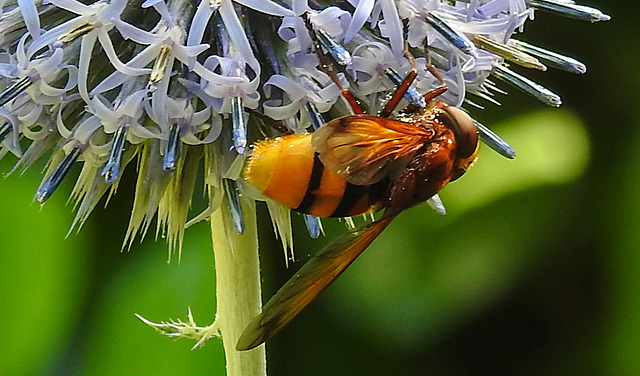 20210802 2353CPw [D~LIP] Hornissen-Schwebfliege (Volucella zonaria), Kugeldistel (Echinops babaticus), Bad Salzuflen