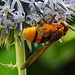20210802 2353CPw [D~LIP] Hornissen-Schwebfliege (Volucella zonaria), Kugeldistel (Echinops babaticus), Bad Salzuflen