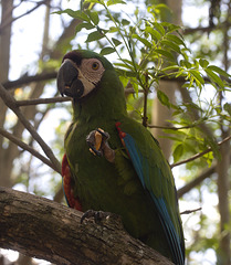 IMG 2499 Parrot-2