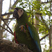 IMG 2499 Parrot-2