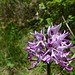 20250503 Forêt Blandas (17)