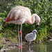 Chilean Flamingos with her young