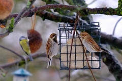 Reed Buntings