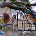 Reed Buntings