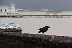 Penarth visitor