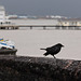 Penarth visitor