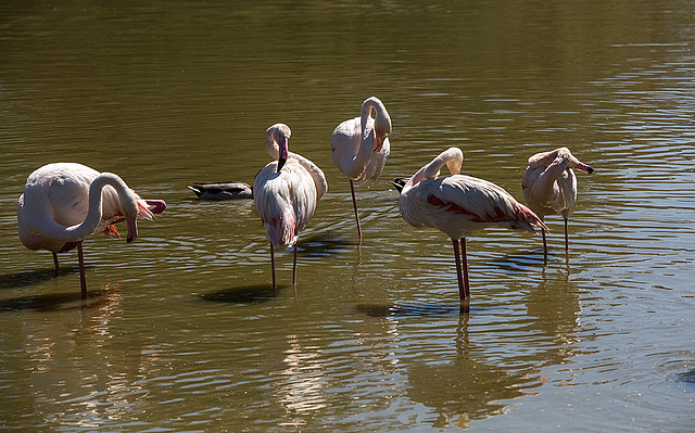 20150518 7882VRTw [F] Rosaflamingo (Phoenicopterus roseus), Parc Ornithologique, Camargue