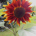 117 Eine schöne Farbform der Sonnenblume