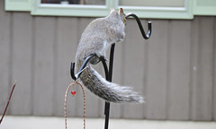 Eastern Gray Squirrel