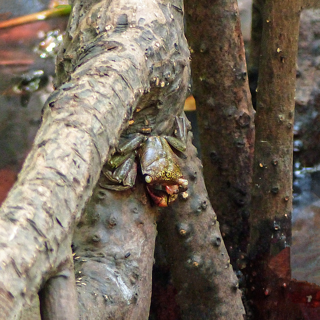 Frog Crab, Nariva Swamp afternoon, Trinidad