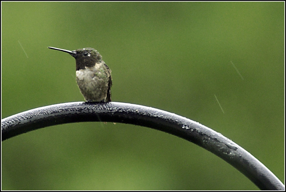 Hummer