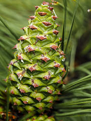 Ponderosa Pine Cone