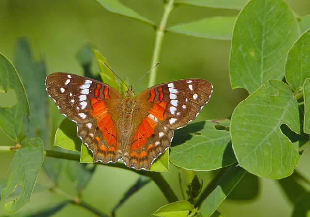 Butterfly EF7A5252