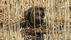 20190406 4496CPw [D~BK] Nutria (Myocastor coypus), Schilf (Phragmites australis), Alte Elbe, Rogätz