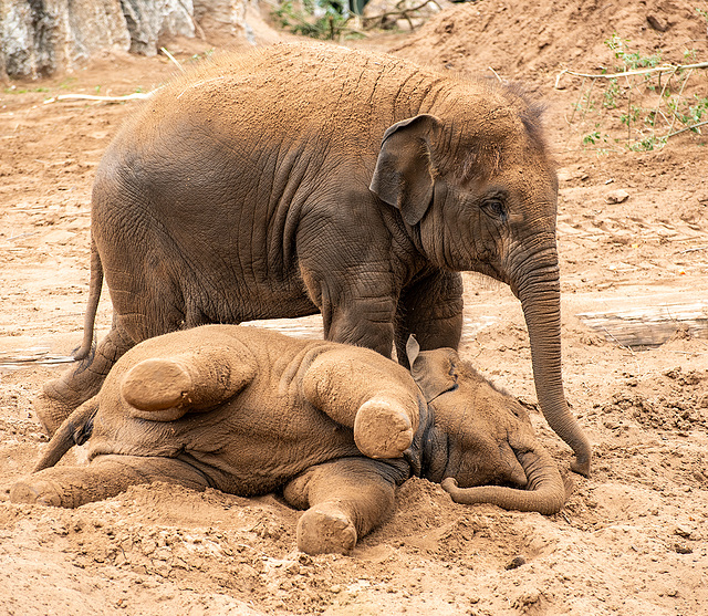 Elephants at play