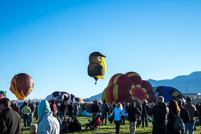 Albuquerque balloon fiesta10