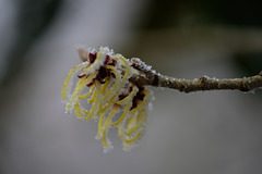 DSCF2626