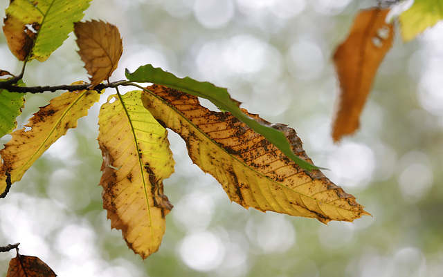 Automne prémices