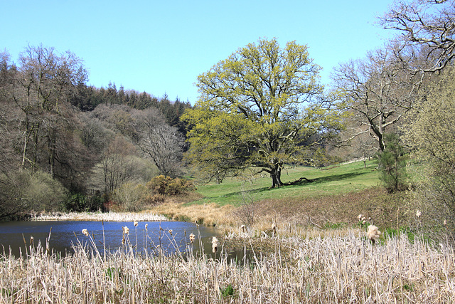 Stourhead Gardens