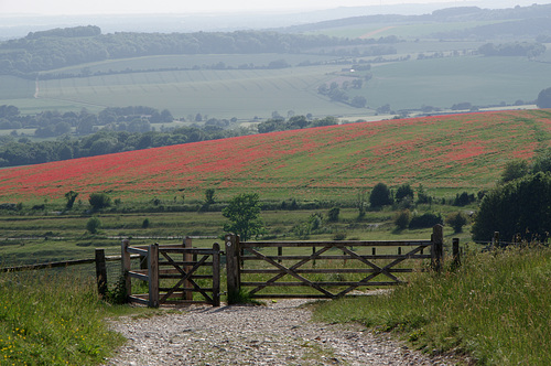 Poppy field