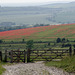 Poppy field