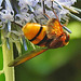 20210802 2354CPw [D~LIP] Hornissen-Schwebfliege, Bad Salzuflen