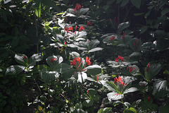 Mexico, A Bright Red Flowers in the Sumidero Canyon National Park