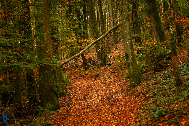 Saison d'automne