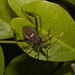 IMG 2942 Bug-2