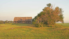 windbreak and barn