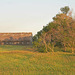 windbreak and barn